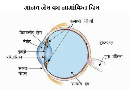 मानव नेत्र